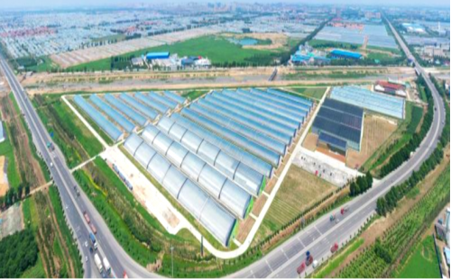 中國500強(qiáng)建設(shè)銀行蔬菜小鎮(zhèn)、番茄小鎮(zhèn)